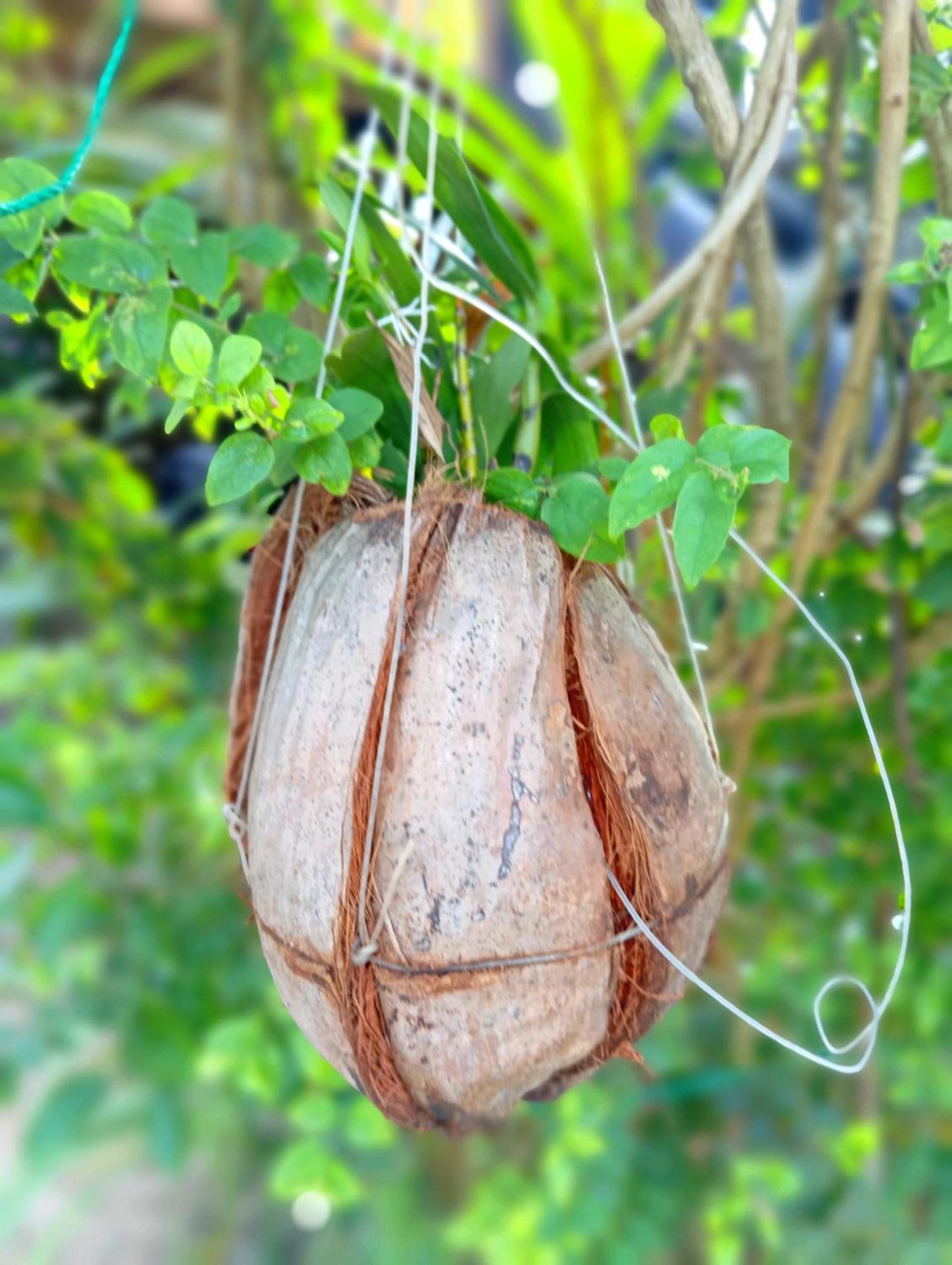 Parrot Tree House Villa Mirissa Ngoại thất bức ảnh